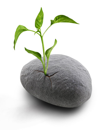 Going for Growth